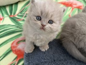 4 wunderschöne verschmuste BKH-/BLH-Kitten mit Stammbaum in lilac und blue