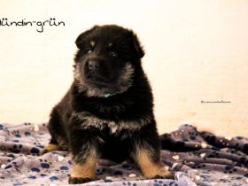 Noch ein bezaubernder DSH Welpe zu haben: Weibchen,