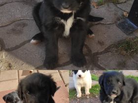 wir suchen für unsere 4Welpen ab dem 09.12.22 ein zu