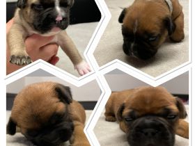 Hallo Ihr Lieben, unsere Hündin Lilly wurde um den 19