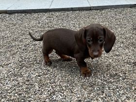 Am 10.09.2022 haben vier süße Zwerg Dackel Welpen das