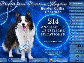 Boder Collie Deckrüde Vincent