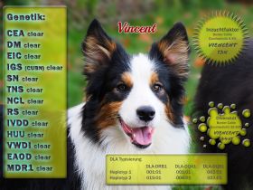 Boder Collie Deckrüde Vincent