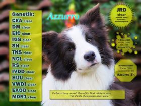 Deckrüde Border Collie Azzuro