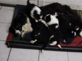 Der "Altmärker Neuhof " verkauft ab 10.12. Border