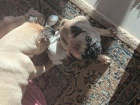 Unsere 3j junge mopshündin kira beige u king lui v