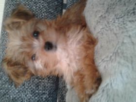 Ich bin jetzt 12 Wochen alt und eine agile,