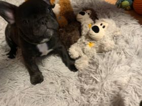 Am 08.09.2022 hat unsere hündin 4 gesunde Rüden normal