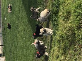 Hallo liebe Hundefreunde, am 27.08.2022 hat unsere