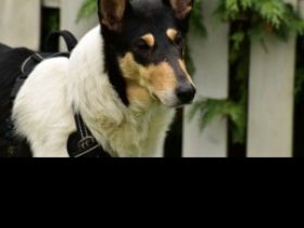 Trudy ist am 11.03.2020 geboren. Sie ist kastriert. Wir