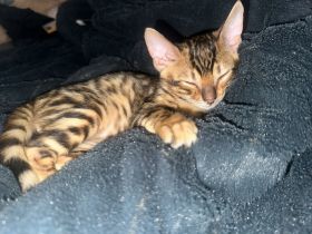 Hallo liebe katzenliebhaber, Ich verkaufe hier vom