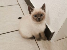 Die Kitten sind am 22.08.22 geboren. Sie sind