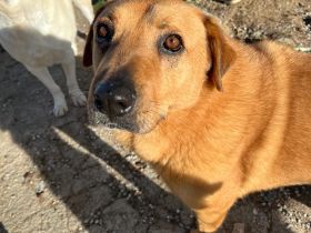 Zeus - unser große Teddybär