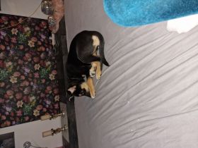 Unsere kleine Coco ca 14 Wochen sucht ein liebevolles