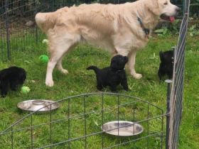 Golden Shepard Welpen 2Rüden noch da
