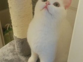 Britisch Kurzhaar, Kitten