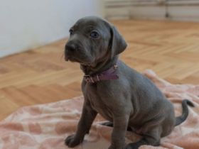 Unsere Weimaraner Hündin Yuko hat am 29.09.2022
