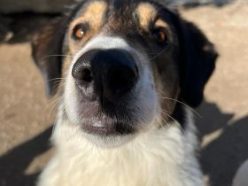 Unsere verschmuste Piper