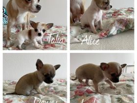 Es handelt sich um den ersten Wurf. Wir sind d keine