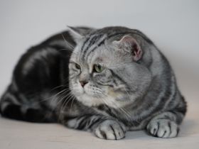 Lemony von Elenwisch