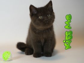 Ein toller Kerl namens Kiss Me ( geb am 24.07.2022