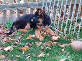 vier sehr schön angelegte vitale Rüden Welpen such ein