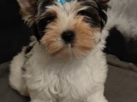 Der kleine Mann ist auf der Suche nach einem neuen