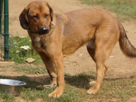 Der verspielte Junghund Simba sucht ein schönes Zuhause