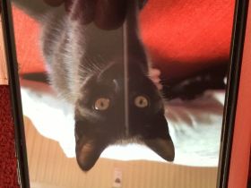 Noch zwei süße weibliche Katzenbabys abzugeben sie sind