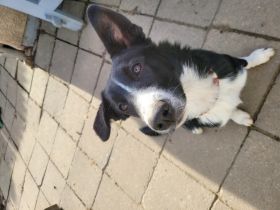 Hallo leider mussten wir zwei unsere Welpen wieder