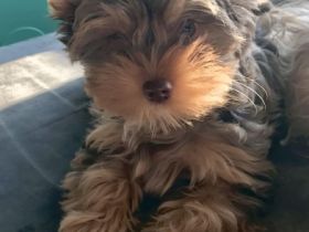 Unser Benni der letzte unserer 7 kleinen,aufgeweckten