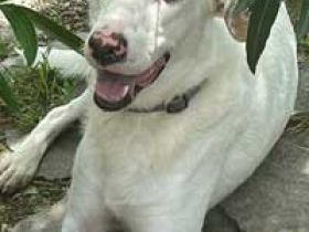 Ice Geschlecht: Rüde Geboren: April 2022 Größe: im