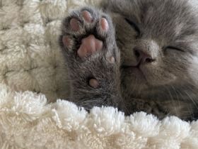 Ich biete vier kleine reinrassisge (Britisch Kurzhaar)