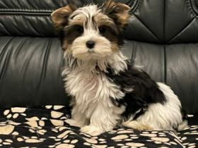 Unsere Hündin hat am 14. 08.2022 4 süße Welpen geboren.