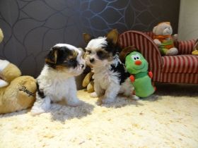 Wunderschöne Biewer Yorkshire Terrier Welpen - Rüden