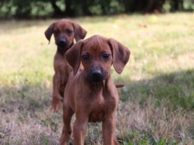 Hallo Rhodesian Ridgeback Freunde! Unsere Nala hat am
