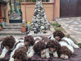 6 wunderschöne Lagotto Romagnolo Welpen mit 3,5 Monaten