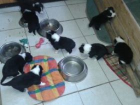 4 m.. und 3 w.Border Collie Welpen zuverkaufen aus