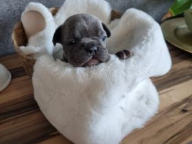 Beschreibung Am 18.10.2022 hat unsere Hündin 8