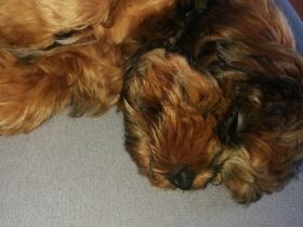 Wir müssen leider unseren 4,5 Monate alten Shih tzu