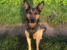 Mascha *05.04.2016 50cm / 25 kg Sie ist eine 6 jährige