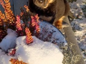 Habe 5 von 6 wunderschöne wesensstarke Rotti Damen zu
