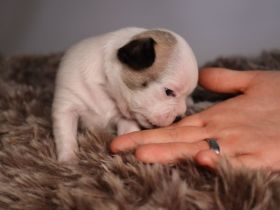 Unsere Französische Bulldoggendame hat am 16.10 4