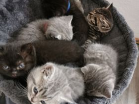 Auf diesem Weg suchen wir für unsere 6 Kitten ein neues