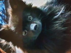 Verkaufe 5Pomeran Zwergspitzwelpen Schwarz Entwurmt mit