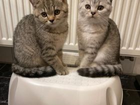 Sehr schöner und verschmuster BKH und SF Kater suchen