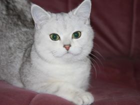 Mura, Guten Tag, Ich verkaufe diese reinrassige Silver