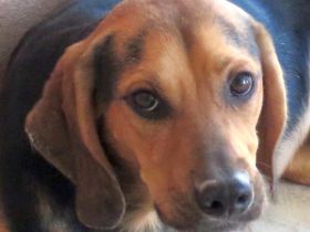 Missouri (noch im Tierheim auf Zypern)