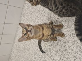 Wir haben einen Abgabebereiten reinrassigen Bengal