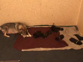 Unsere Hündin Rana (Mischlingshündin) hat am 05.11.2022